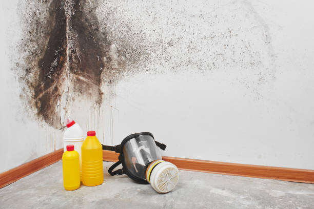 Best Affordable Mold Removal  in Cherry Valley, CA