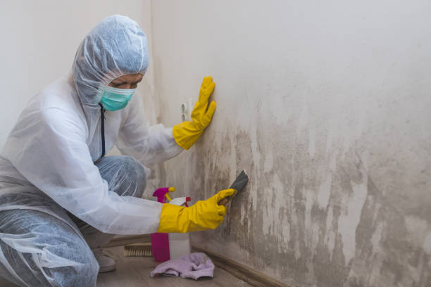 Best Mold Testing  in Cherry Valley, CA