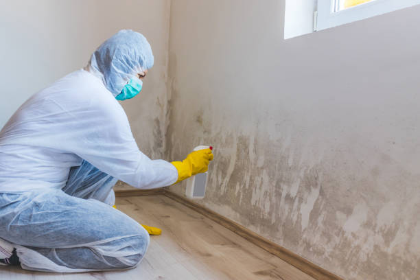 Best Attic Mold Removal  in Cherry Valley, CA