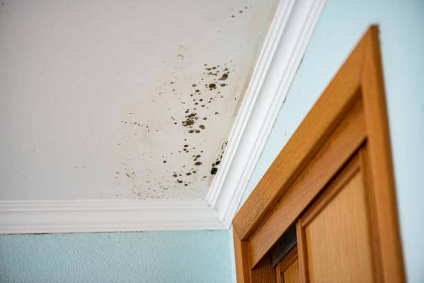 Best Office Mold Removal Services  in Cherry Valley, CA