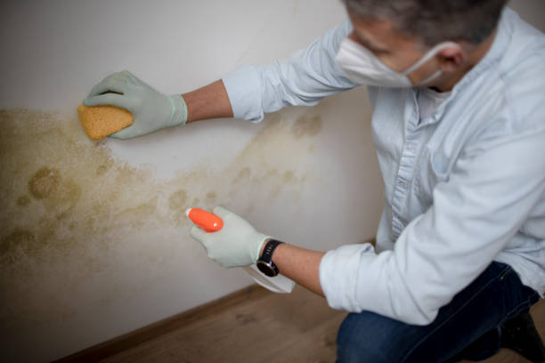 Best Office Mold Removal Services  in Cherry Valley, CA