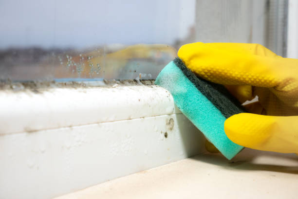 Best Same-Day Mold Removal  in Cherry Valley, CA
