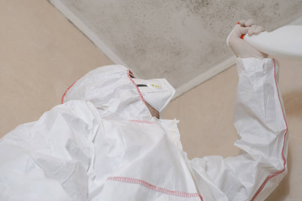 Best Residential Mold Removal  in Cherry Valley, CA