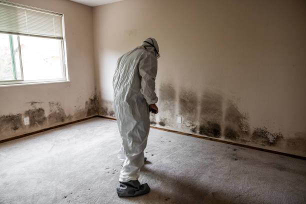 Trusted Cherry Valley, CA Mold Removal Experts