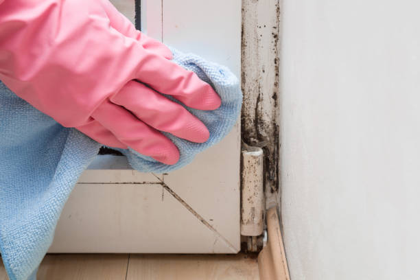 Best Local Mold Removal Service  in Cherry Valley, CA