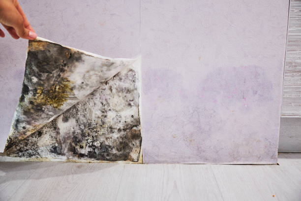  Cherry Valley, CA Mold Removal Pros